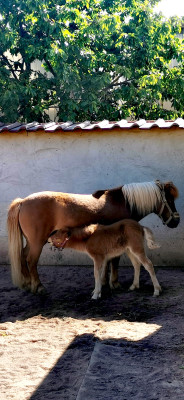 Admira bei der Stärkung Admira bei der Stärkung