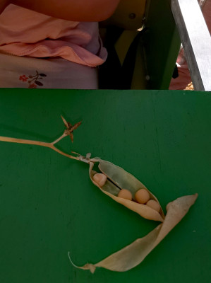 Erbsen sind ok Erbsen sind ok