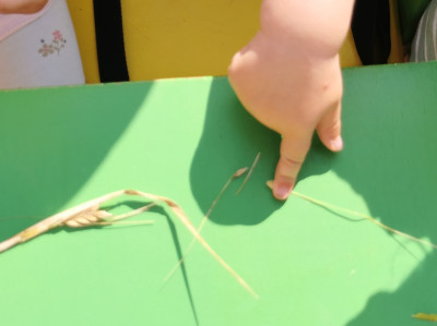 Getreide muss noch etwas Getreide muss noch etwas