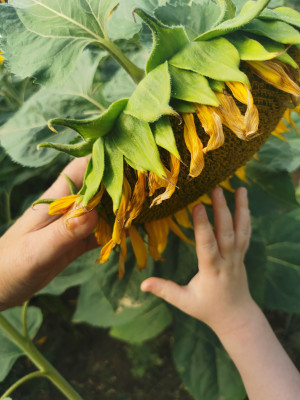 Da sind ja so viele Kerne drin Da sind ja so viele Kerne drin